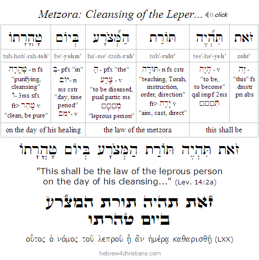 Lev. 12:2 Tazria Hebrew Analysis